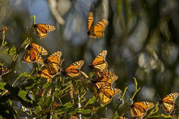 CA, San Luis Obispo Co, Monarch butterflies
